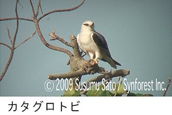Amazon.co.jp: シンフォレストDVD 日本の珍鳥 映像図鑑 野鳥たち